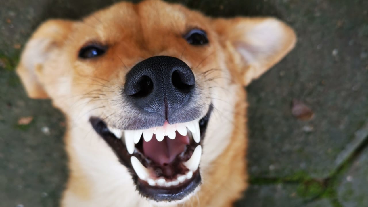 Why Some Dogs Growl When Petted & How to Handle It - dog smiling growling ss1785476219