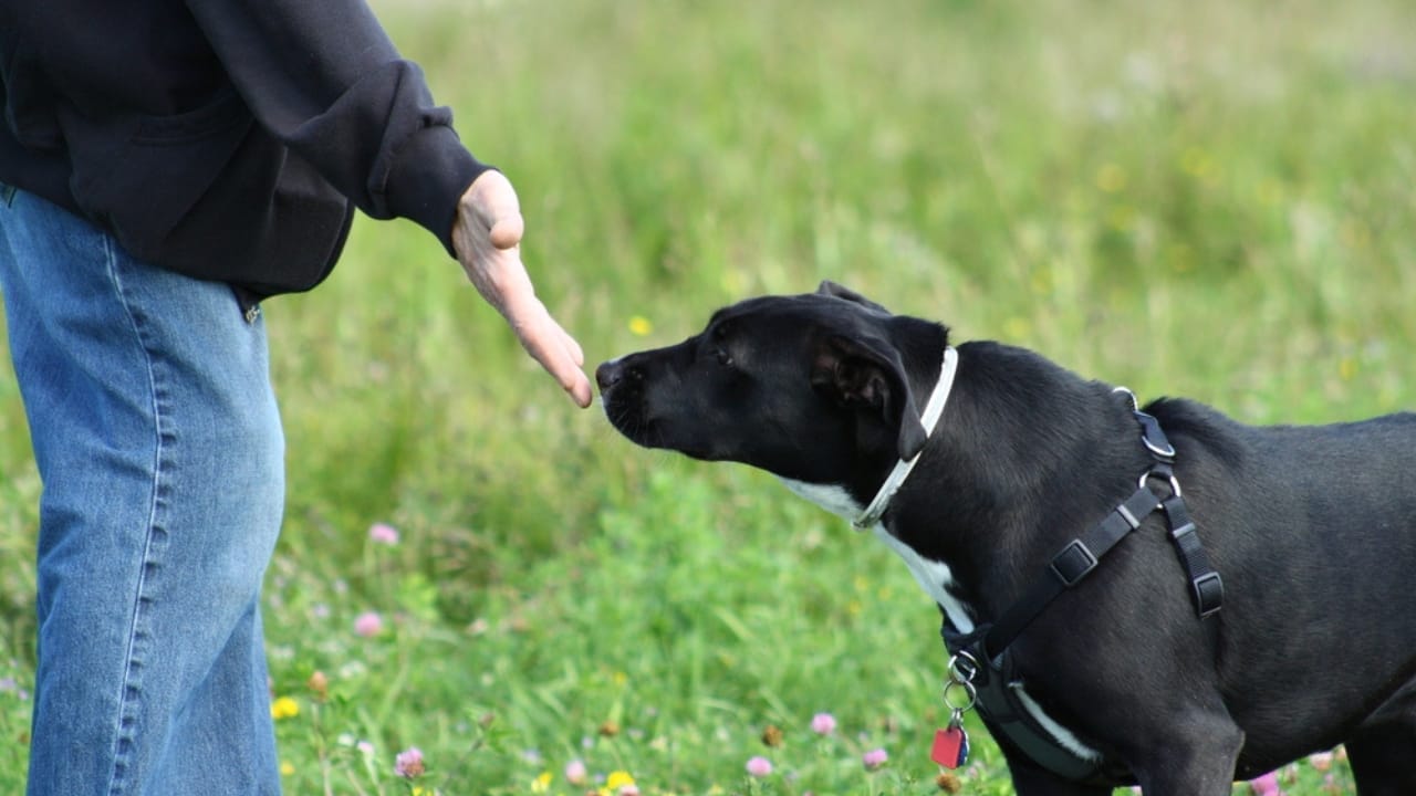 10 Reasons Your Dog’s Nose Is Their Greatest Superpower 2 10 Reasons Your Dog’s Nose Is Their Greatest Superpower - dog sniffing persons hand ss690977992