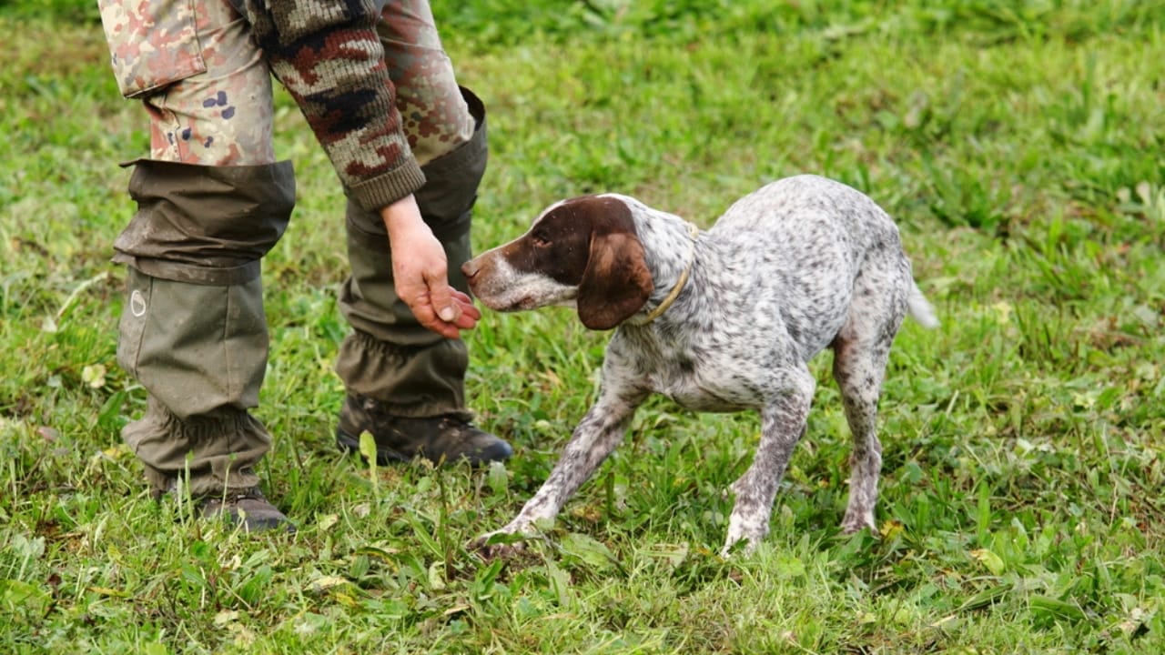 10 Reasons Your Dog’s Nose Is Their Greatest Superpower 3 10 Reasons Your Dog’s Nose Is Their Greatest Superpower - dog sniffing truffles in mans hand ss231949543