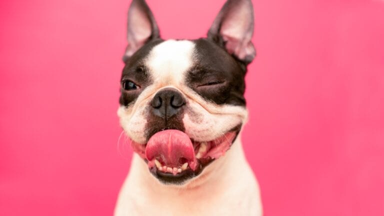 The Reality of 'Down Syndrome' in Animals: 12 Key Facts 6 The Reality of 'Down Syndrome' in Animals: 12 Key Facts - dog with deformity ss1705840045