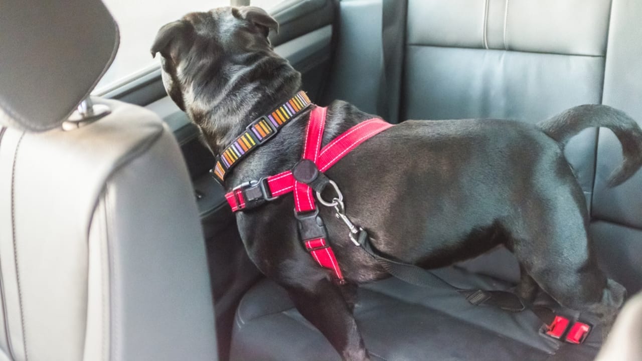 New Puppy Starter Kit: 15 Items to Make Their First Year Easy 14 New Puppy Starter Kit: 15 Items to Make Their First Year Easy - dog with safe car restraint ss791696254