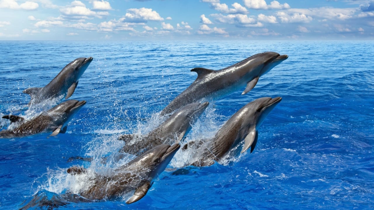 11 Animals With Long-Term Memories That Put Humans to the Test 3 11 Animals With Long-Term Memories That Put Humans to the Test - dolphins in the sea dp55858037