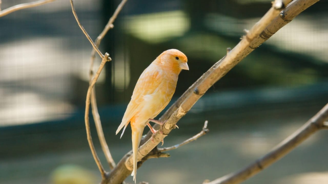 15 Yellow Birds That Add a Touch of Sunshine to Every Forest, Garden & Backyard 7 15 Yellow Birds That Add a Touch of Sunshine to Every Forest, Garden & Backyard - domestic canary dp59120407