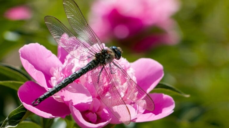 The Best Flowers to Draw Pest-Eating Dragonflies to Your Garden 5 The Best Flowers to Draw Pest-Eating Dragonflies to Your Garden - dragonfly ss2320263335