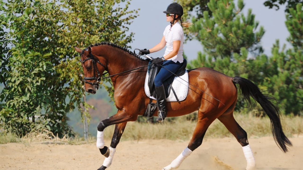 Bridling Beliefs: How Owners’ Views Impact the Welfare of Working Horses 7 Bridling Beliefs: How Owners’ Views Impact the Welfare of Working Horses - dressage horse dp60660957