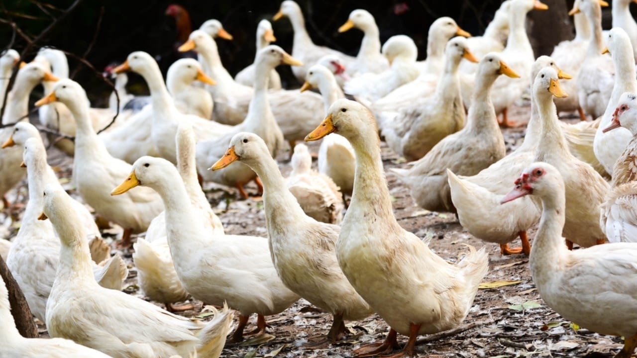 Meet the Stars of the Farm: 15 Animals Everyone’s Obsessed With 8 Meet the Stars of the Farm: 15 Animals Everyone’s Obsessed With - ducks dp159123304