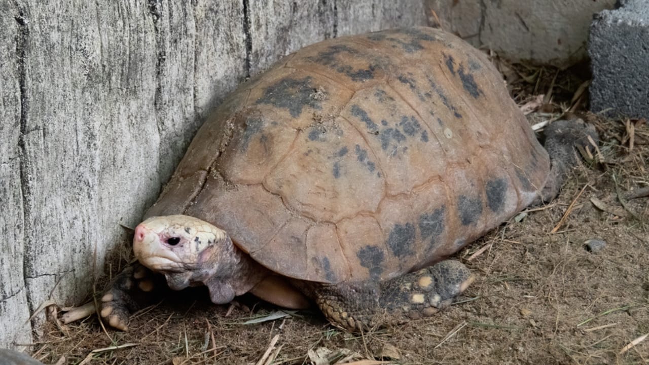 11 Endearing Land Turtles Perfect for a Lifelong Pet—Up to 100 Years 12 11 Endearing Land Turtles Perfect for a Lifelong Pet—Up to 100 Years - elongated tortoise dp377900346