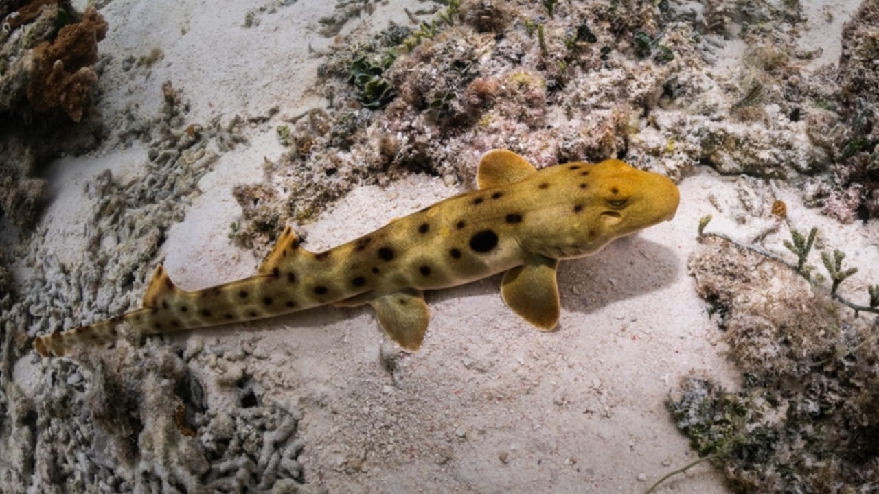 15 Shark Facts That Prove There's More to These Predators Than Meets the Eye 4 15 Shark Facts That Prove There's More to These Predators Than Meets the Eye - epaulette shark ss2254524179