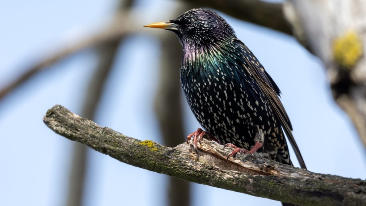 14 Birds Known for Causing Chaos in Your Yard 2 14 Birds Known for Causing Chaos in Your Yard - european starling ss2479247777