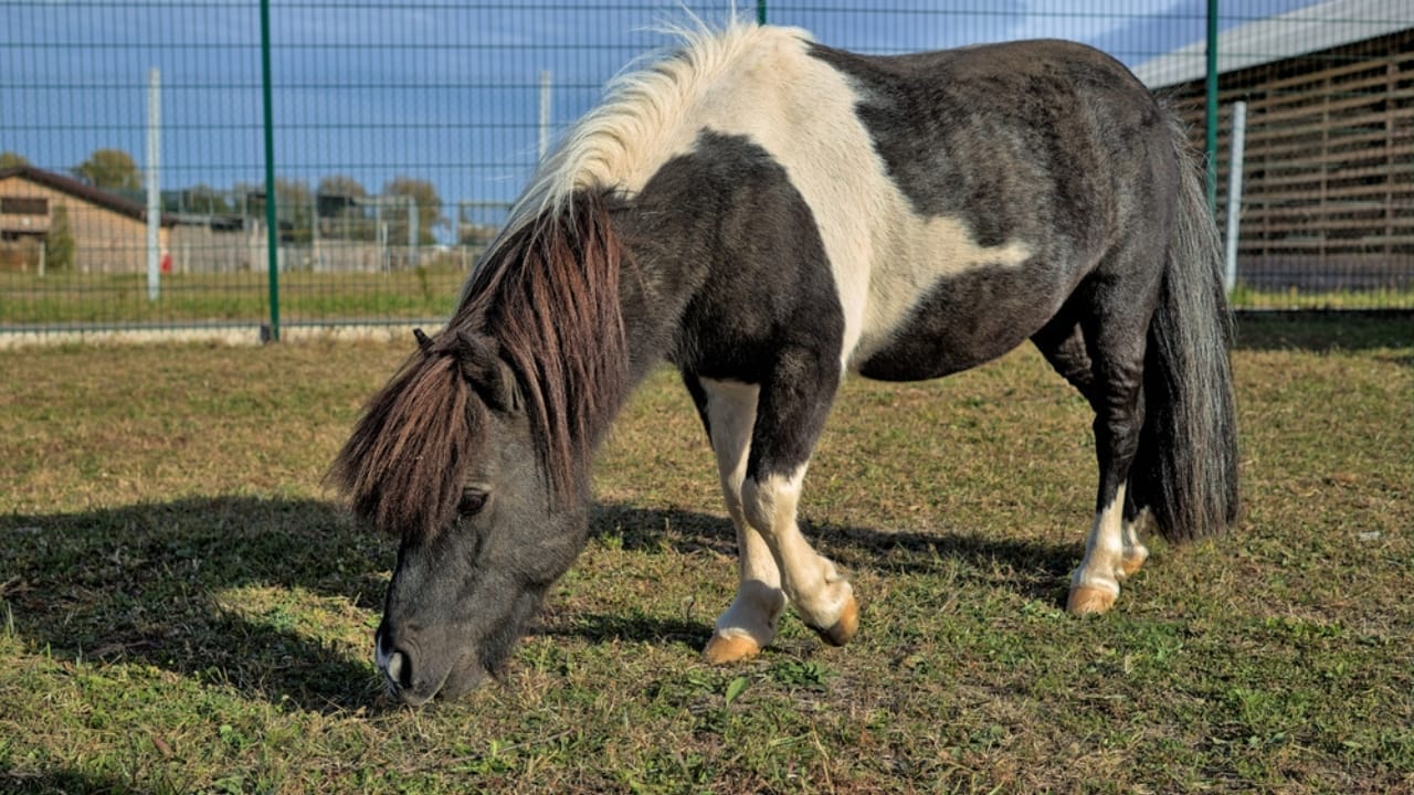 14 of the World’s Smallest Horses Proving Good Things Come in Small Packages 2 14 of the World’s Smallest Horses Proving Good Things Come in Small Packages - falabella dp545937184