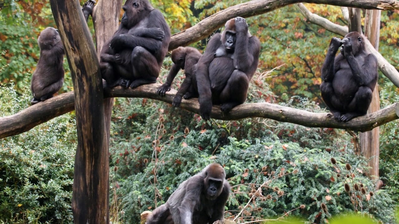 15 Animals That Find Their Happiness in Togetherness 14 15 Animals That Find Their Happiness in Togetherness - family of Gorillas dp61995361