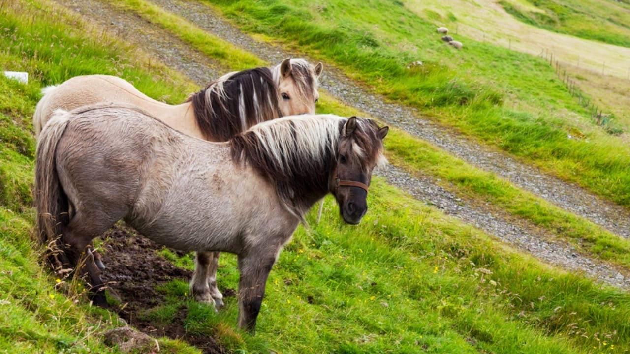 11 Facts About the Faroese Horse, One of the Rarest Breeds in the World 6 11 Facts About the Faroese Horse, One of the Rarest Breeds in the World - faroese horse dp10130190
