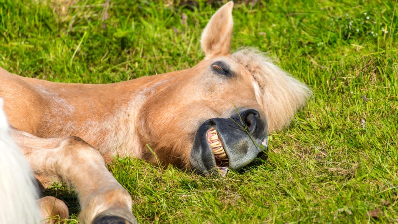 11 Facts About the Faroese Horse, One of the Rarest Breeds in the World 9 11 Facts About the Faroese Horse, One of the Rarest Breeds in the World - faroese horse ss1275298675