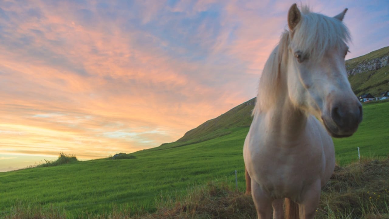 50+ Horse Terms & Slang Every Equestrian Should Know 47 50+ Horse Terms & Slang Every Equestrian Should Know - faroese horse ss1689223153