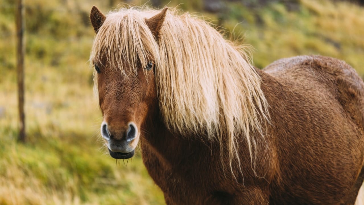 11 Facts About the Faroese Horse, One of the Rarest Breeds in the World 13 11 Facts About the Faroese Horse, One of the Rarest Breeds in the World - faroese horse ss748657972
