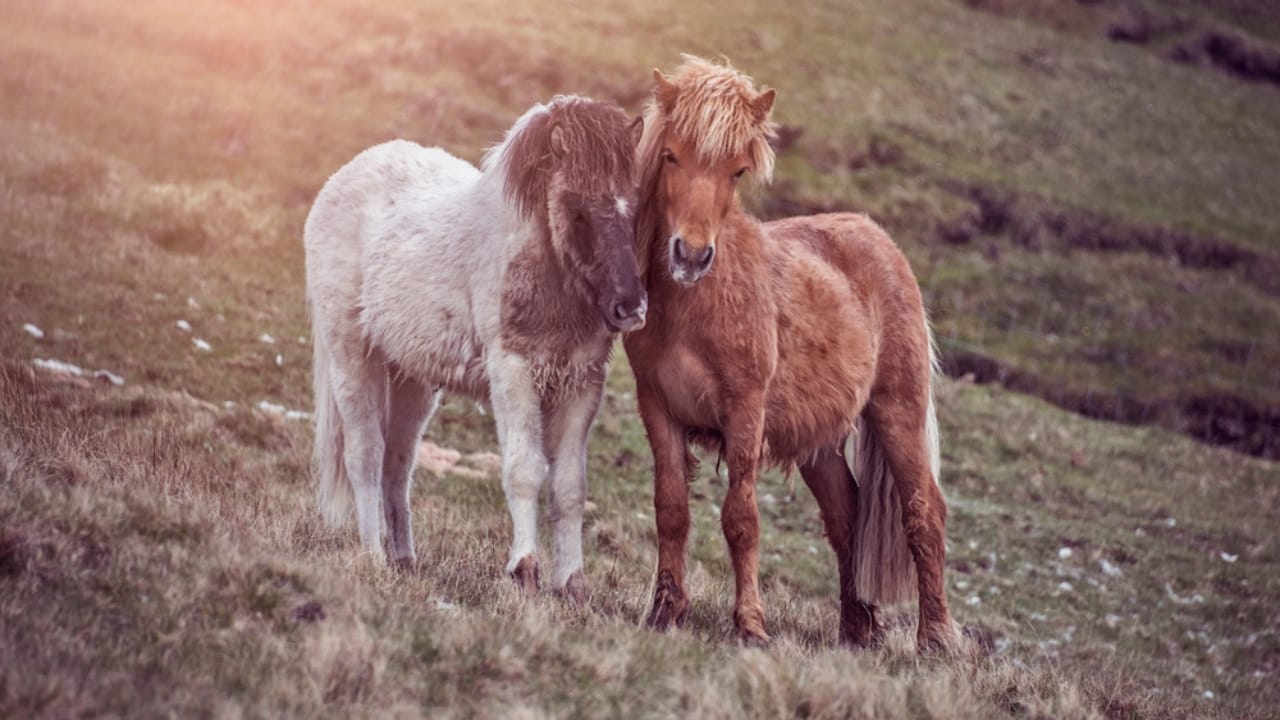 11 Facts About the Faroese Horse, One of the Rarest Breeds in the World 5 11 Facts About the Faroese Horse, One of the Rarest Breeds in the World - faroese horses ss1139755880