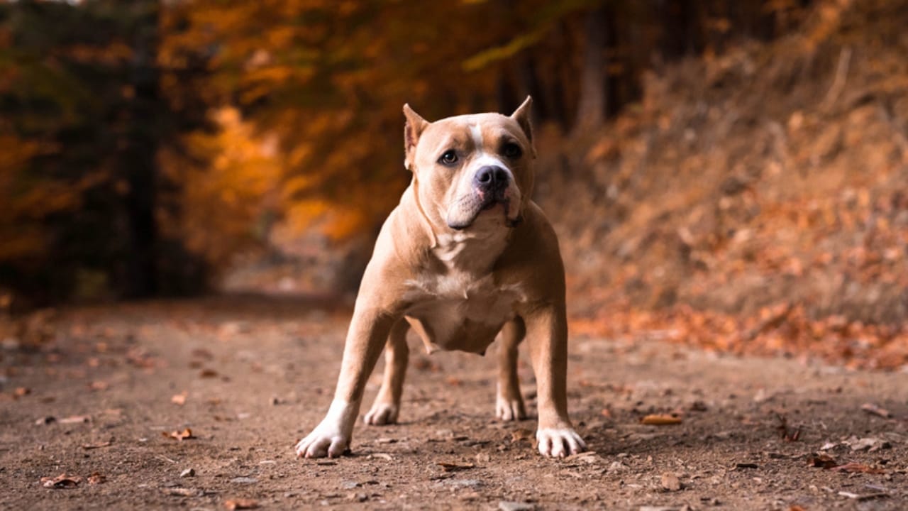 10 Eye-Catching American Bully Colors: From Classic to Rare Hues 5 10 Eye-Catching American Bully Colors: From Classic to Rare Hues - fawn american bully dp176078686