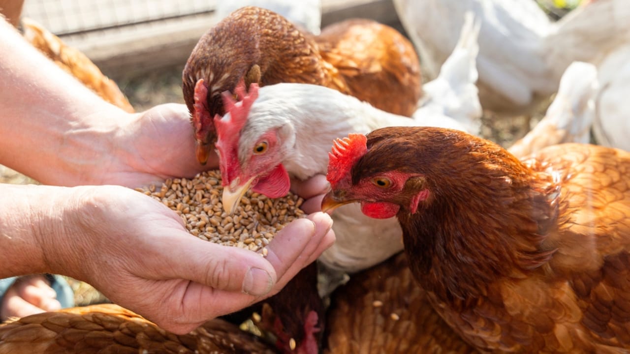 Homemade Chicken Feed 101: Health-Boosting Recipes, Including Our Tried-and-True Favorite - feeding chickens hens ss1814333030