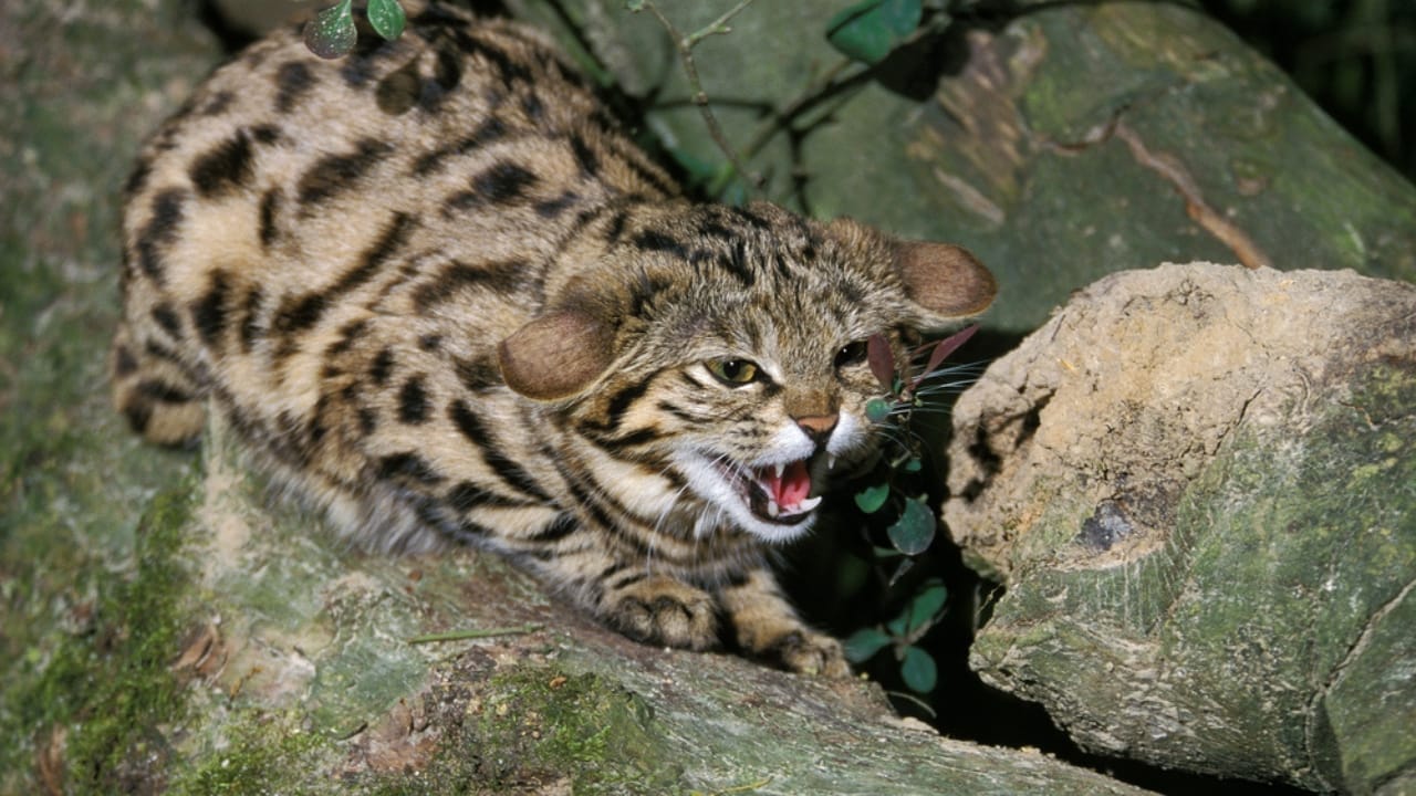 Deadlier than Lions: Meet the Pocket-Sized Cat with a 60% Kill Rate 7 Deadlier than Lions: Meet the Pocket-Sized Cat with a 60% Kill Rate - felis nigripes dp345534438