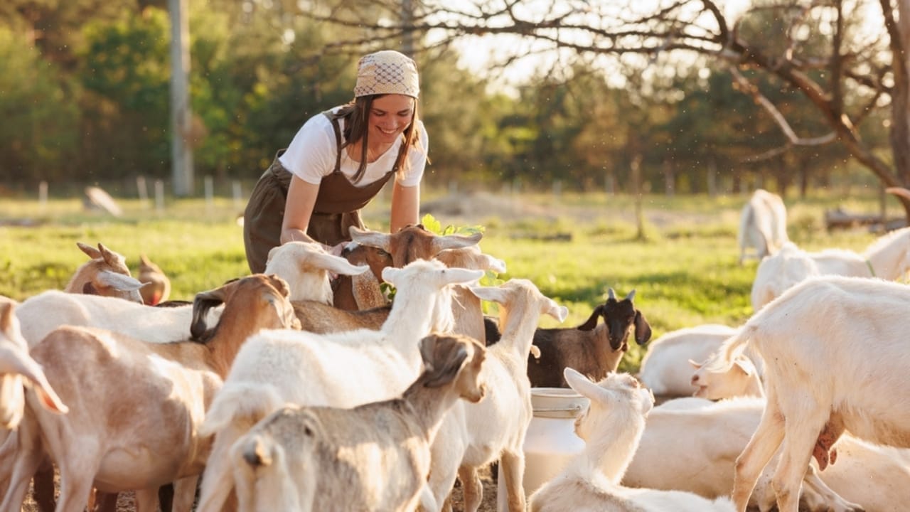 21 Lost Pioneer Skills That Few People Know Today - female farmer and goats in farm ss2173554419