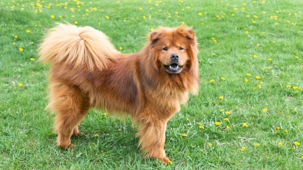 From Blue-Black Tongues to Royal Ties: 10 Surprising Facts About Chow-Chows 5 From Blue-Black Tongues to Royal Ties: 10 Surprising Facts About Chow-Chows - female red chow chow ss2309141121