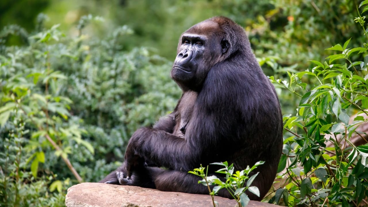 14 Wild Animals That Became Global Sensations 4 14 Wild Animals That Became Global Sensations - female western lowland gorilla ss1983809330