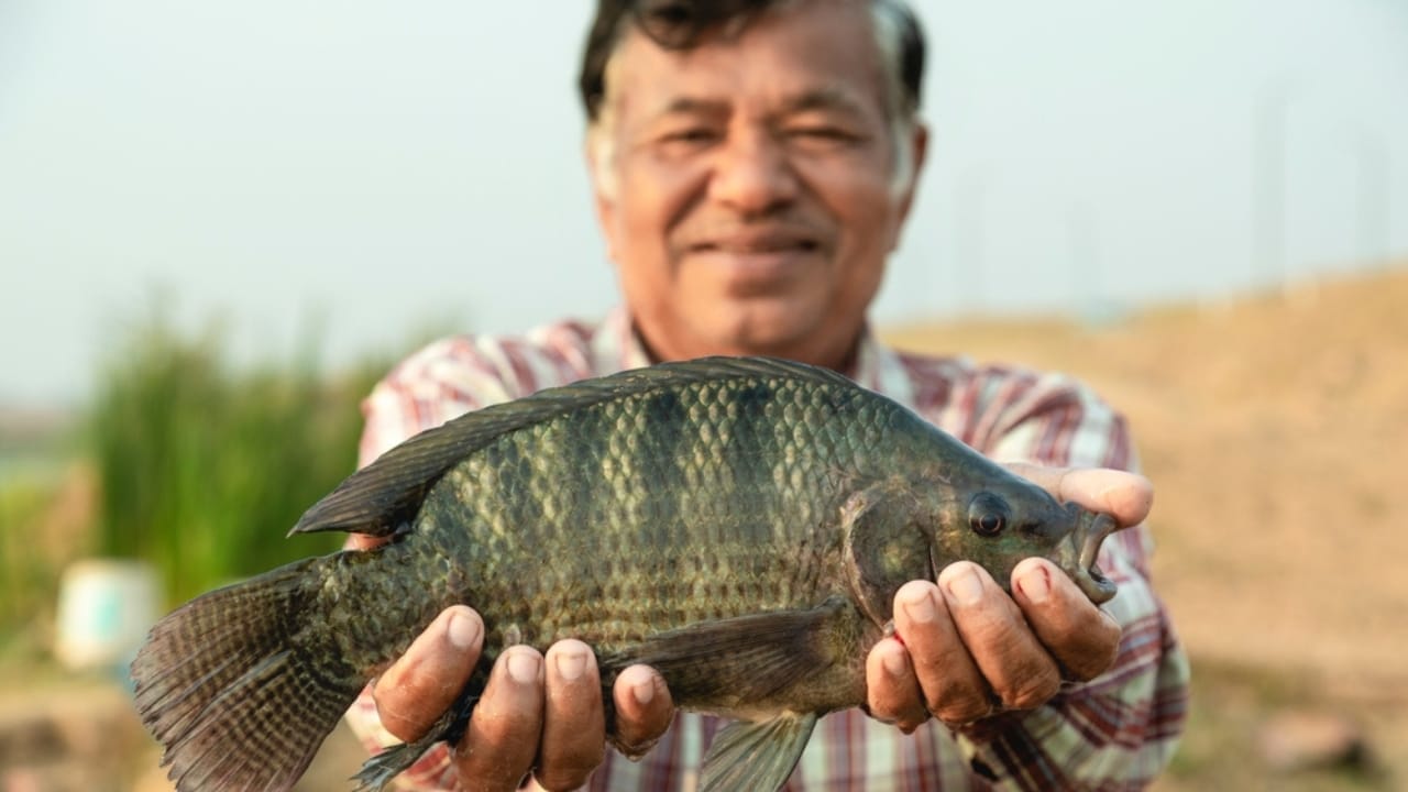 Tilapia & Heavy Metals: The Hidden Contaminants on Your Plate 6 Tilapia & Heavy Metals: The Hidden Contaminants on Your Plate - fishermen holding tilapia ss2265694467