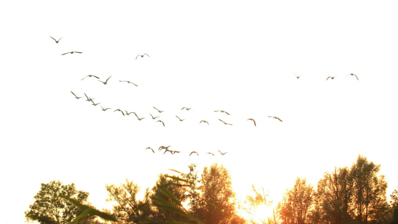 10 Mystical Messages the Universe Sends When Birds Chirp in the Morning 3 10 Mystical Messages the Universe Sends When Birds Chirp in the Morning - flock of wild geese dp517166192