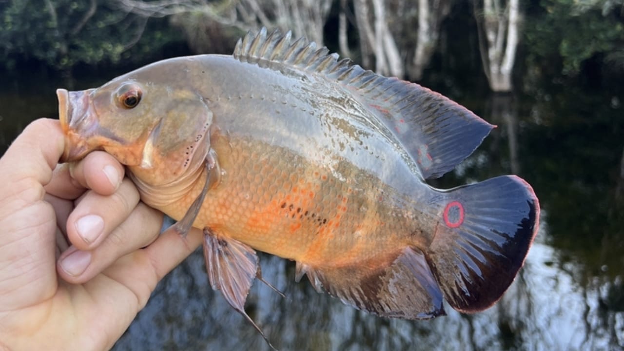 15 Oscar Fish Varieties for the Perfect Aquarium 15 15 Oscar Fish Varieties for the Perfect Aquarium - florida oscar fish ss2235712493