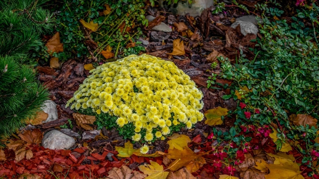 13 Simple Leaf-Recycling Ideas for a Flourishing Garden 6 13 Simple Leaf-Recycling Ideas for a Flourishing Garden - flower with leaves ss2097552418