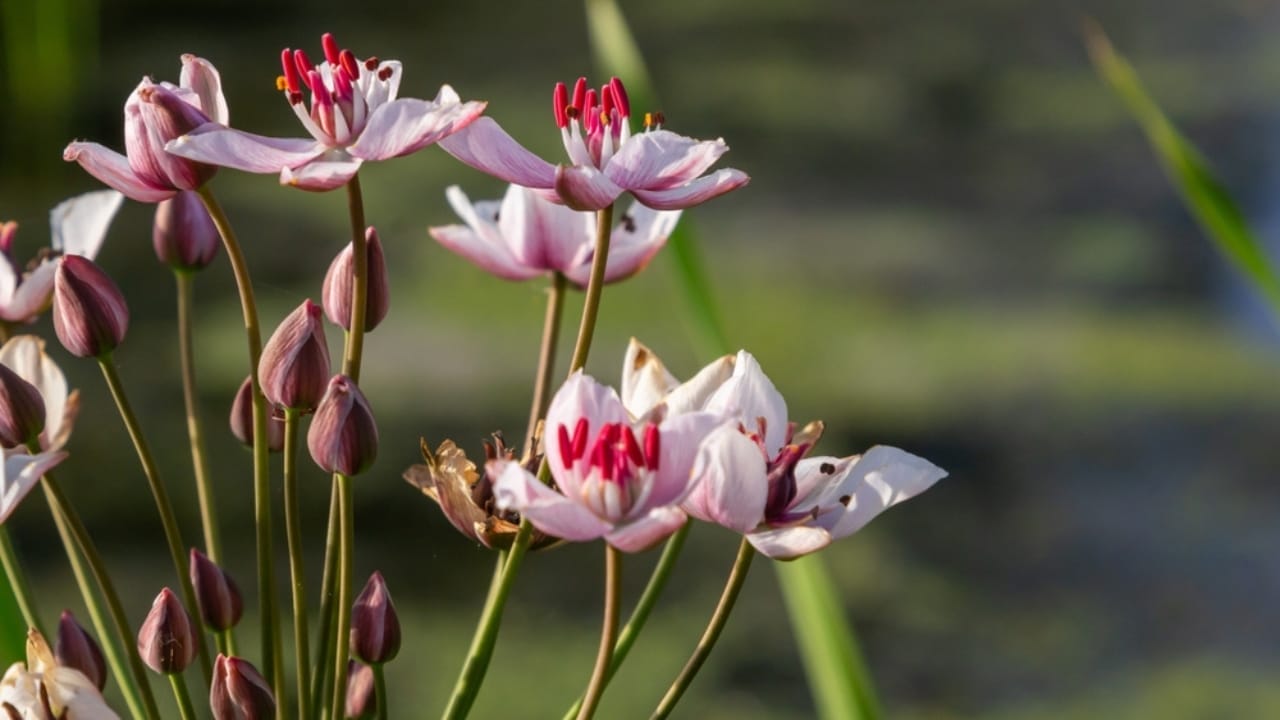 15 Innocent-Looking Flowers That Could Destroy Your Landscape 15 15 Innocent-Looking Flowers That Could Destroy Your Landscape - flowering rush ss2175753727
