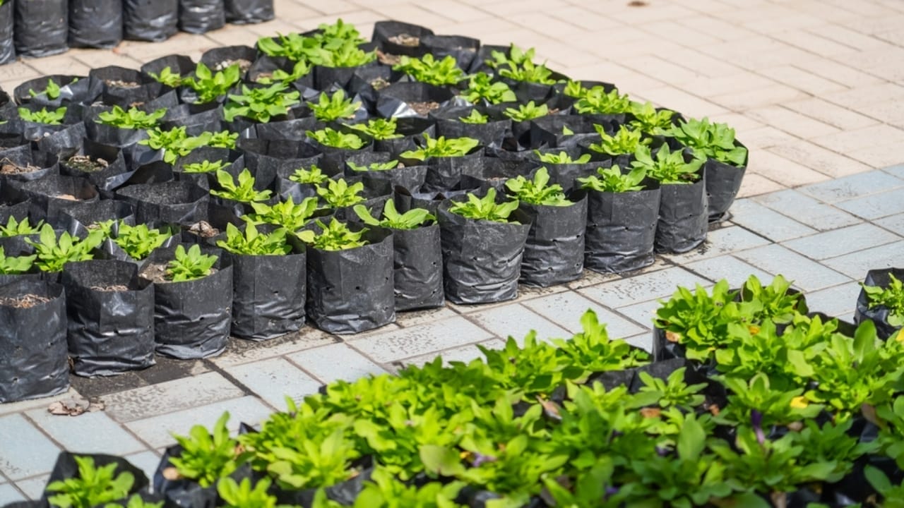 Coffee Filters in Plant Pots... Here's Why It Works 7 Coffee Filters in Plant Pots... Here's Why It Works - flowers growing iin plastic bags ss2397502735