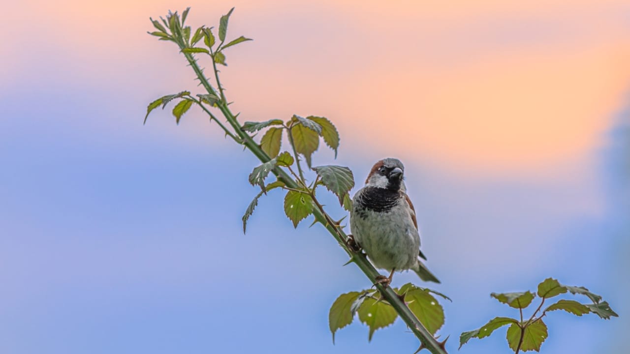 10 Mystical Messages the Universe Sends When Birds Chirp in the Morning 5 10 Mystical Messages the Universe Sends When Birds Chirp in the Morning - fluffy bird dp495519160