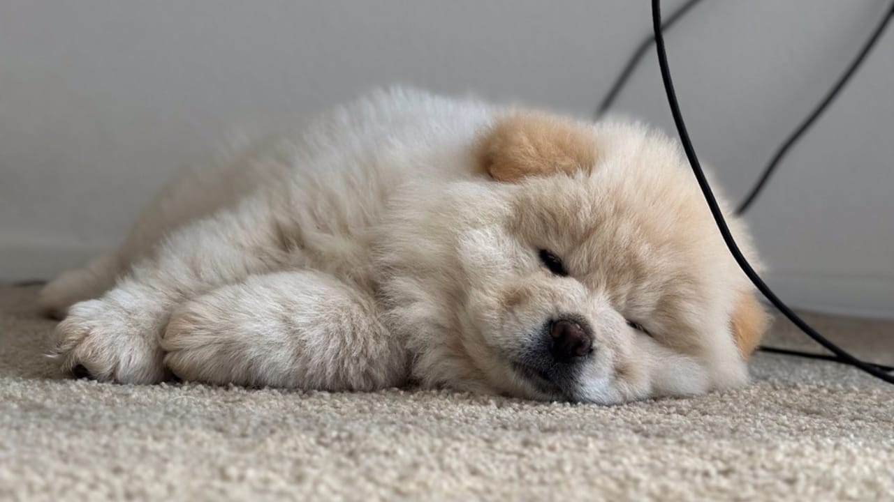 8 Chow Chow Coat Colors & Patterns That Make Them Unforgettable 4 8 Chow Chow Coat Colors & Patterns That Make Them Unforgettable - fluffy cream Chow Chow ss2465788287