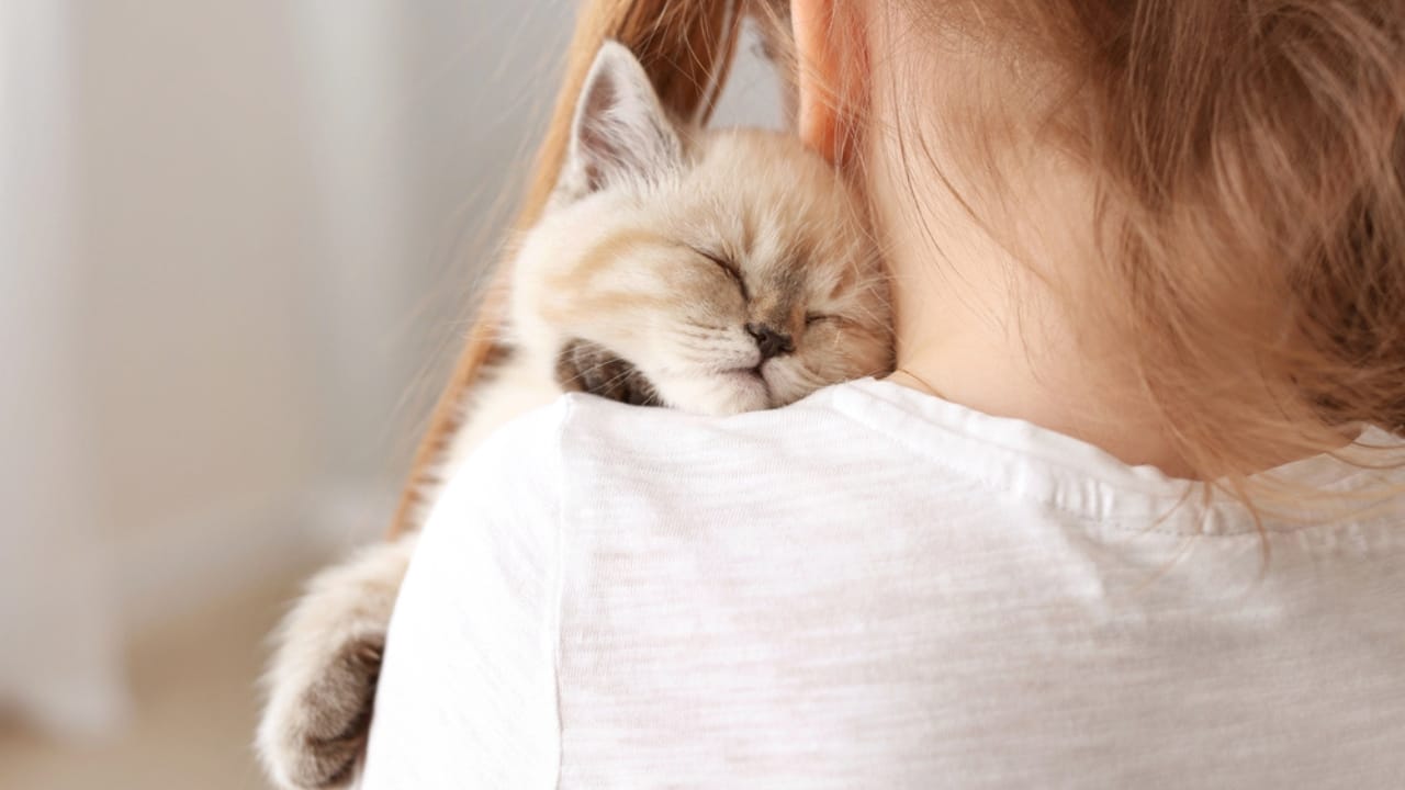 10 Reasons Why Your Cat Head Bumps You 9 10 Reasons Why Your Cat Head Bumps You - fluffy kitten dp274690622