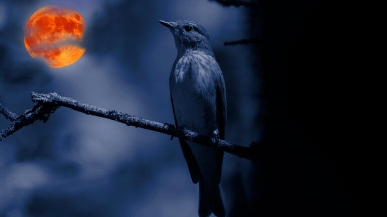 Why Birds Sing at Night: 10 Spiritual Messages Behind Their Calls 7 Why Birds Sing at Night: 10 Spiritual Messages Behind Their Calls - flycatcher bird ss2507618413