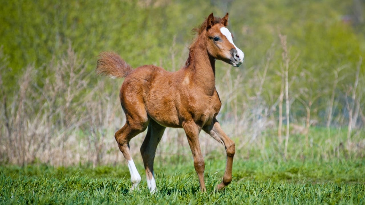 15 Horse Terms to Know Before Grabbing the Reins for the First Time 13 15 Horse Terms to Know Before Grabbing the Reins for the First Time - foal horse dp68040861