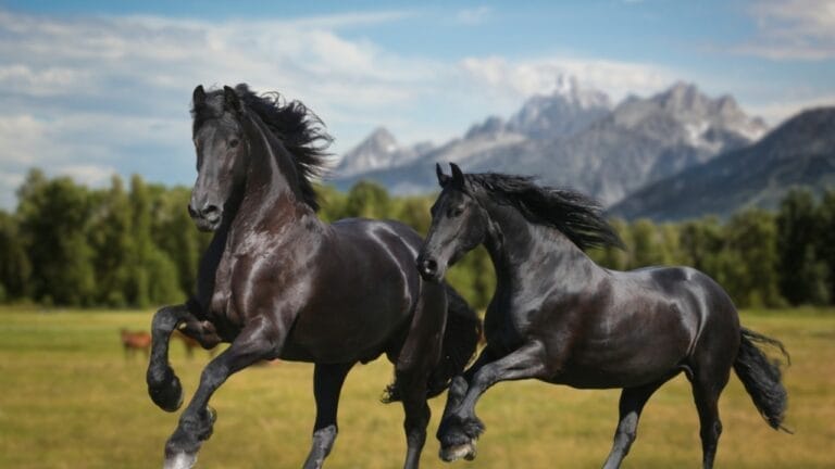 13 Breeds of Black Horses That Radiate Strength & Timeless Beauty 2 13 Breeds of Black Horses That Radiate Strength & Timeless Beauty - friesian horses ss2415374203