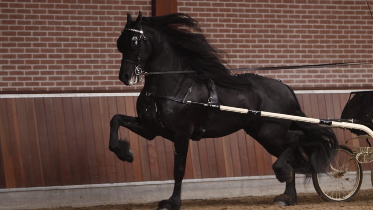 13 Breeds of Black Horses That Radiate Strength & Timeless Beauty 10 13 Breeds of Black Horses That Radiate Strength & Timeless Beauty - friesian sports horse ss2280224115