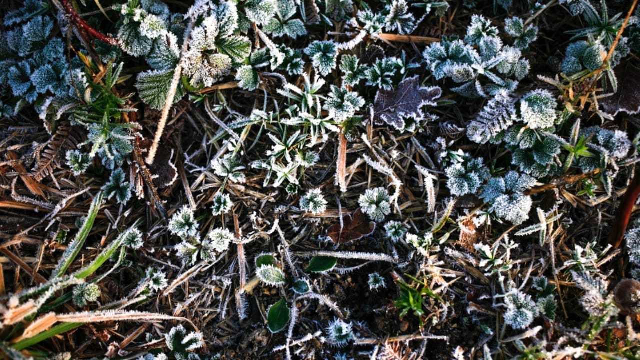 12 Reasons Why This Native Flower Is a Must-Have for Every Garden 9 12 Reasons Why This Native Flower Is a Must-Have for Every Garden - frozen plants dp236510950