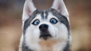 16 Mistakes Dog Owners Make That May Cause Their Dogs Stress 1 16 Mistakes Dog Owners Make That May Cause Their Dogs Stress - funny siberian husky dog big eyes ss2236056469
