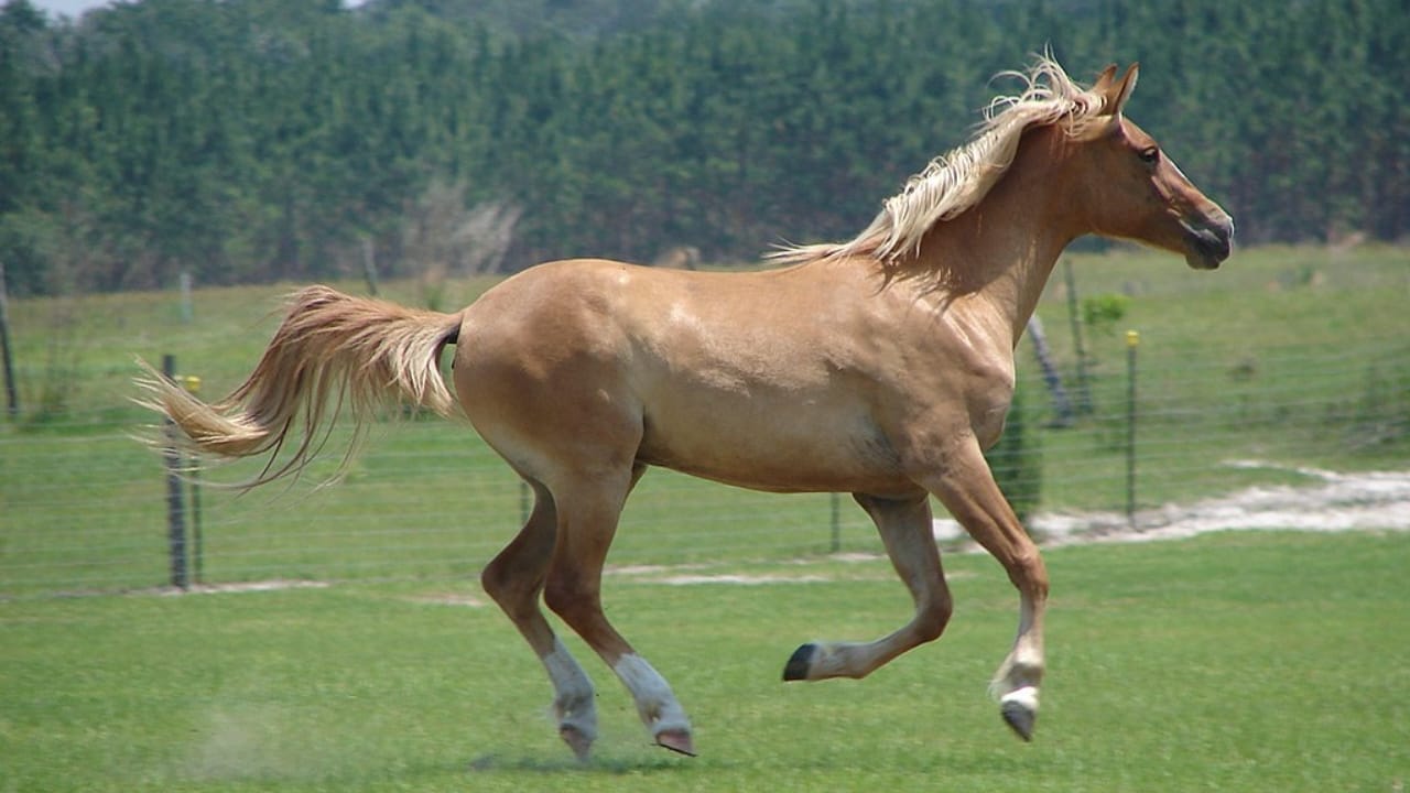 15 of the Rarest Horse Breeds You’ll Ever Encounter 10 15 of the Rarest Horse Breeds You’ll Ever Encounter - galiceno wc