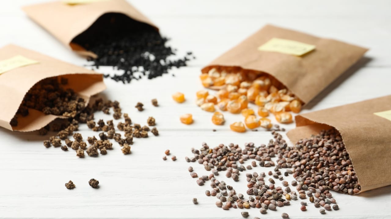 More Than Just for Coffee: 25 Life-Saving Uses for Coffee Filters - garden seeds ss1813977014