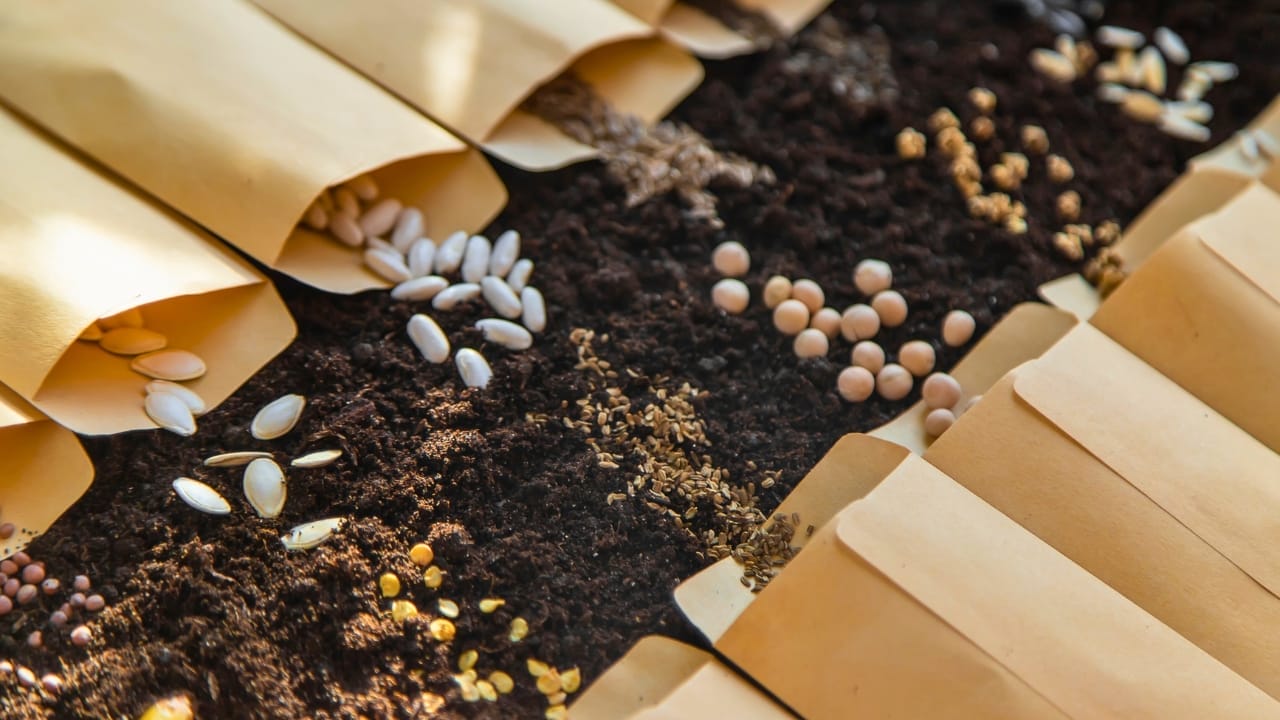 $22M Company Ditches Profits to Give Away Garden Seeds & 9 More Ways to Score Free Seeds 3 $22M Company Ditches Profits to Give Away Garden Seeds & 9 More Ways to Score Free Seeds - garden seeds ss2094350710