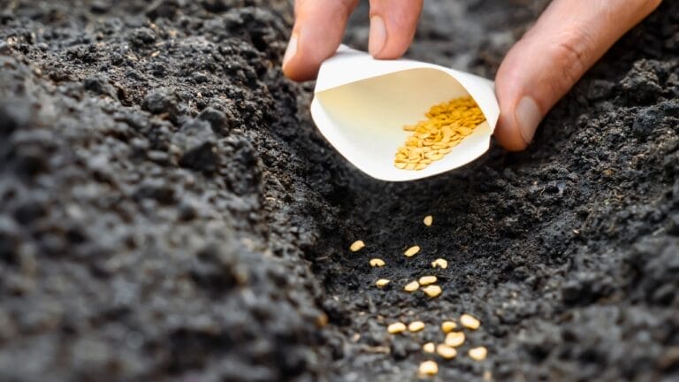 $22M Company Ditches Profits to Give Away Garden Seeds & 9 More Ways to Score Free Seeds 5 $22M Company Ditches Profits to Give Away Garden Seeds & 9 More Ways to Score Free Seeds - garden seeds ss2280082655