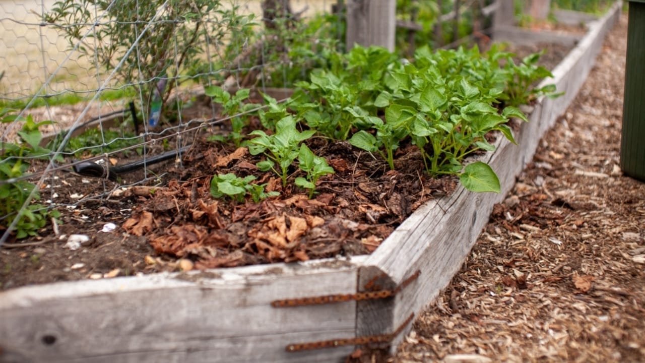 13 Simple Leaf-Recycling Ideas for a Flourishing Garden 9 13 Simple Leaf-Recycling Ideas for a Flourishing Garden - garden bed leaves ss2415401329