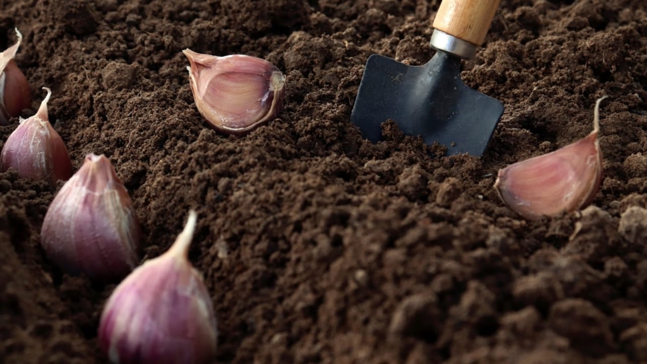 Don't Toss Those Veggie Scraps— 12 Vegetables You Can Regrow for Free 8 Don't Toss Those Veggie Scraps— 12 Vegetables You Can Regrow for Free - garlic planting ss2150674705