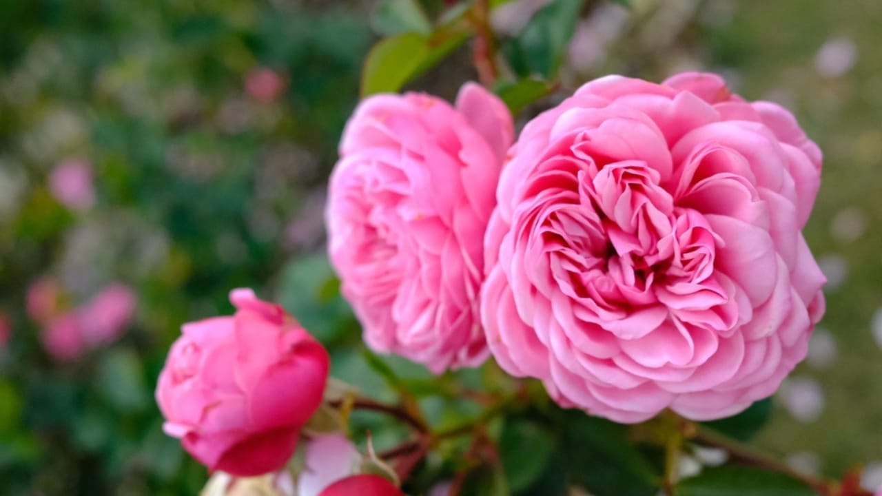 15 Enchanting Pink Rose Varieties to Elevate Your Garden 12 15 Enchanting Pink Rose Varieties to Elevate Your Garden - gertrude jekyll rose ss2105956640