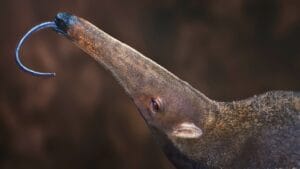 The 15 Weirdest Animals Living in the Rainforest 1 The 15 Weirdest Animals Living in the Rainforest - giant anteater ss2398441113