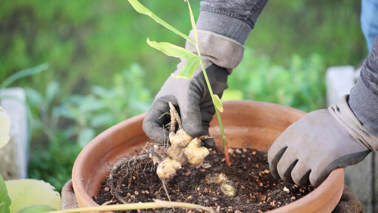 Don't Toss Those Veggie Scraps— 12 Vegetables You Can Regrow for Free 4 Don't Toss Those Veggie Scraps— 12 Vegetables You Can Regrow for Free - ginger plant ss2226422513